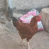 خروس|حیوانات مزرعه|مشهد, شهید قربانی|دیوار