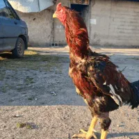 خروس فروش  ۷۰ملیون