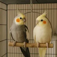 عروس هلندی ((عروس پاریس))