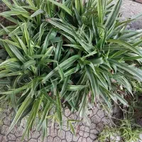 گلدان طبیعی ۲ مدل تازه و سرحال