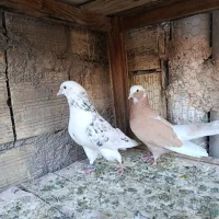 کفتر دهن خورده ضمانتی