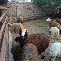 حراجی زنده حراج کله چار
