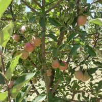 باغ-فروشی