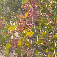 فروش باغ پسته درفیلستان پاکدشت