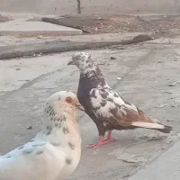 کبوتر سینه سوسکی کله ماستی سالم سلامت