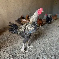 خروس نژاد دار