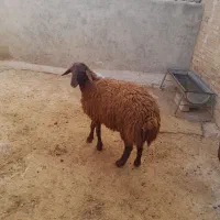 فروش بره نر