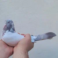 کله دمبی سرخ