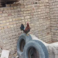 خروس چهل تاج جوان