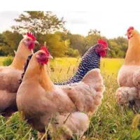 معاوضه مرغ تخم گذار با مرغ کرچ