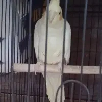عروس هلندی