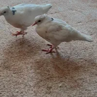 جوجه کبوتر طوقی
