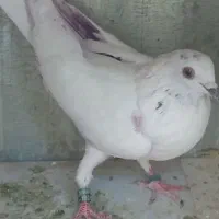 چند طوق کبوتر پرشی