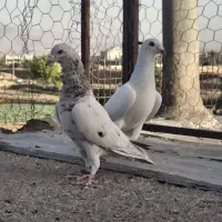 کبوتر|پرنده|شیراز, تل حسینآباد|دیوار