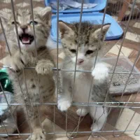 واگذاری بچه گربه DSH