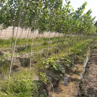 مدیریت باغ مرکبات و سیاه ریشه و صنوبر