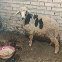 نر بره چاق سرحاله سرحال