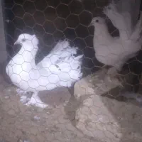 کفتر