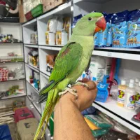 شاه طوطی کاسکو ردچیک راهب خورشیدی ملنگو گرینچیک