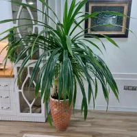 گل پاندانوس بسیار زیبا و مقاوم