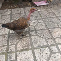 مرغ دو رگه