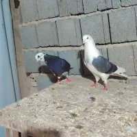 کبوتر  پرشی