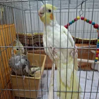 دو جفت عروس هلندی