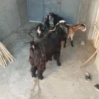 بز جوان با ساورین