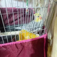 عروس هلندی نر سخنگو