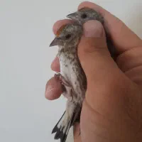 جوجه سهره کال کال