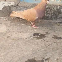 کبوتر ماده زرد