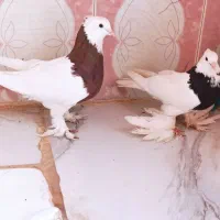 چهارجفت کبوتر