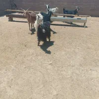 ۴تا بزکهره دار