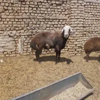 سلام  قوچ پلنگی