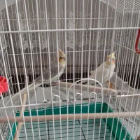 پرنده عروس هلندی