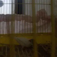 فنچ نروماده