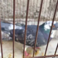 کفتر|پرنده|بومهن, |دیوار
