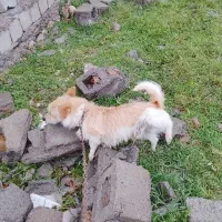 سگ اروم
