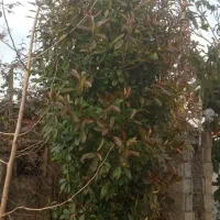 فیتونیا