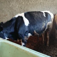 گوساله نر
