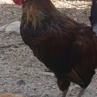 خروس