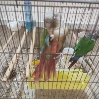جفت گرینچیک اروم و بی سر صدا