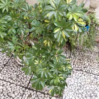 فروش گل های مختلف