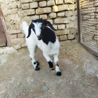 بزغاله شیری ماده