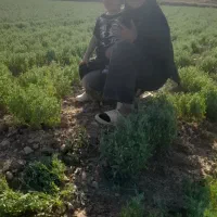 کاه عدس درجه یک