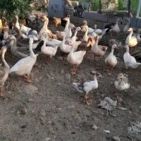 غاز و جوجه غاز