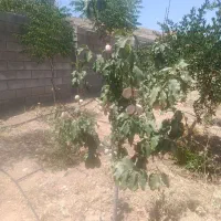 باغ-خالد-آباد