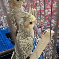 دو عدد عروس هلندی زیبا و قفس بزرگ