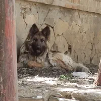 فروش سگ ژرمن شپرد 1.5 ماده