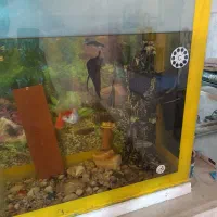 اکواریوم
